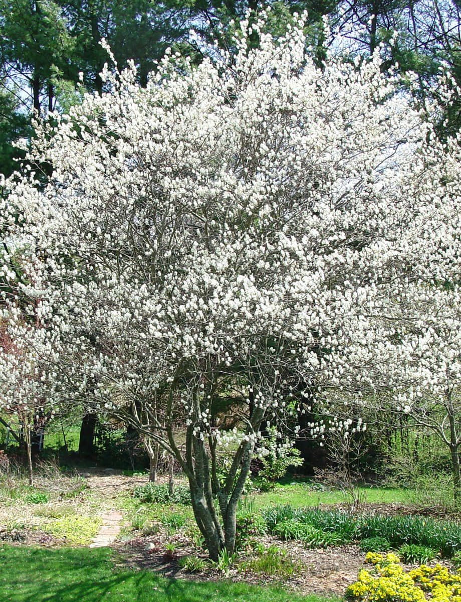 American linden tree
