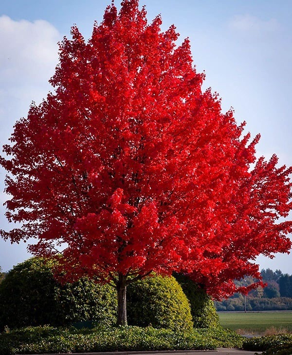 American linden tree